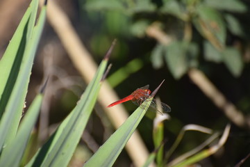wild dragonfly sits on a plant