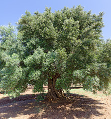 old olive tree
