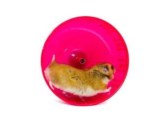 Cute Syrian hamster running in a bright pink hamster wheel (isolated on white), selective focus on...