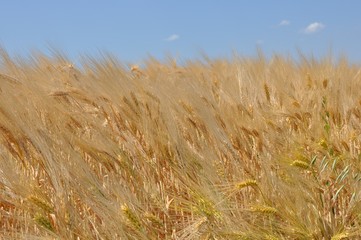 Front view of a golden field of cereals in the wind with blue sky background, upper horizon