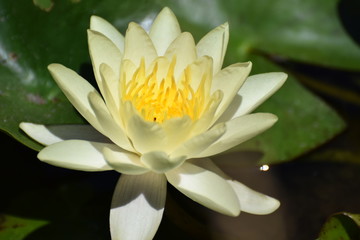 beautiful water lily in the pond