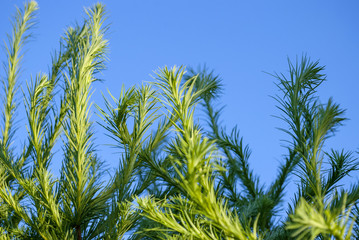 Tannenzweige im Wind unter blauem Himmel, Hintergrund Weihnachten, Textur 