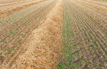freshly harvested wheat field