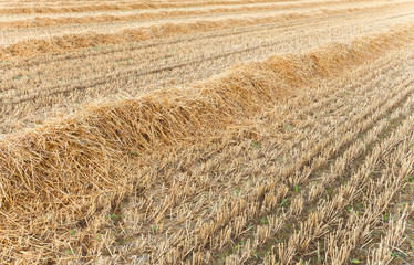 freshly harvested wheat field