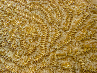 Caribbean coral reef brain coral