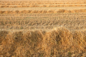 freshly harvested wheat field