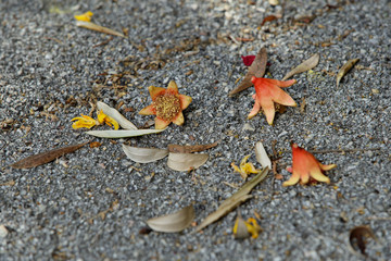 Fiori di Melograno e foglie di Olivo