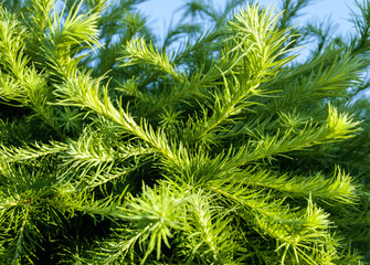 Tannenzweige in der Sonne, Hintergrund Weihnachten, Textur 