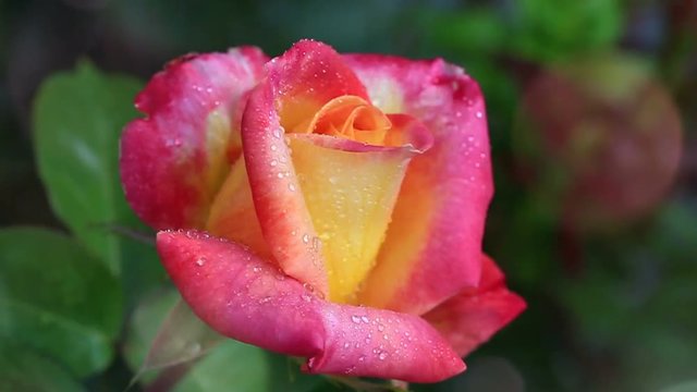 Pink - yellow rose closeup with water drops.