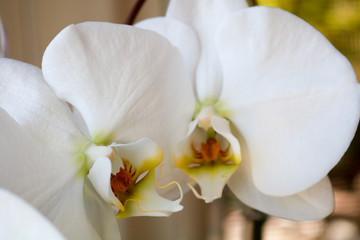 Fototapeta na wymiar white orchid pair