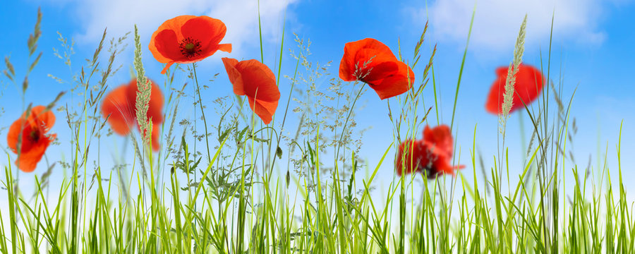 Fototapeta mohnblumen wiese blauer himmel