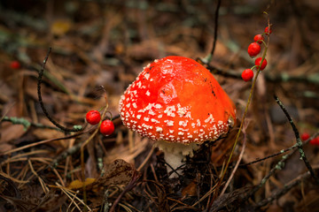 Forest mushrooms in the grass. Gathering mushrooms. Mushroom photo, forest photo, amanita muscaria