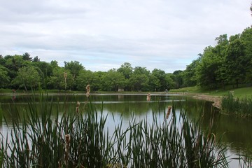 The lake and the reflections of the tree over the reed.