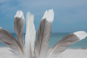 Close up of sea gull feathers against beach and ocean.