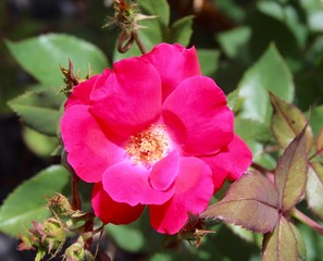 A bright red flower in the garden on a close up view.