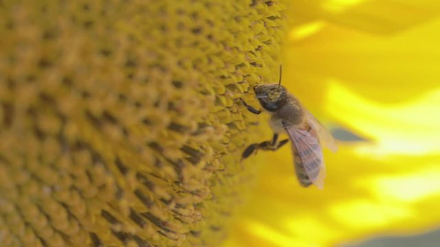 Piccola ape sporca di polline su un girasole giallo. Vista Macro