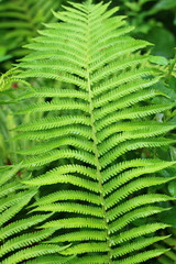 Green plant with an interesting pattern.