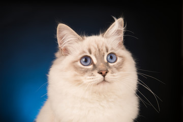 котенок невской маскарадной кошки
