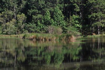 Fototapeta na wymiar Forest Reflection