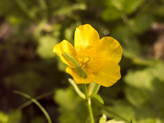 Obraz premium Green caterpillar on a yellow flower