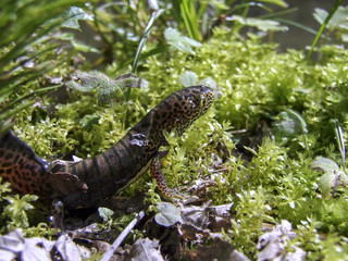 Triton crawls on the grass in the woods
