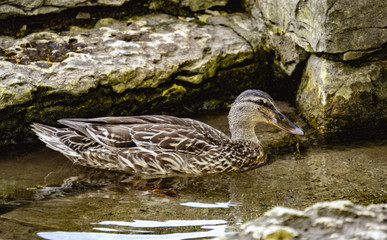 female mallard duck swimming in stone pool