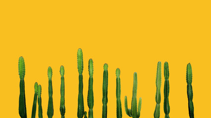 Tropical succulent plant Cowboy cactus (Euphorbia Ingens) isolated on white background, clipping path included.