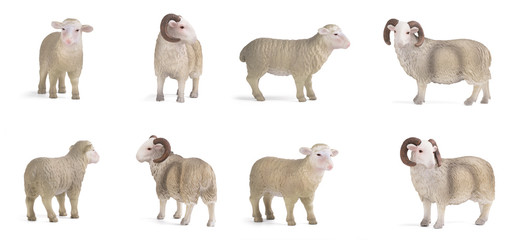 lamb and ram