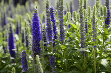 Veronica spicata - compact inflorescence with beautiful blue-blue color