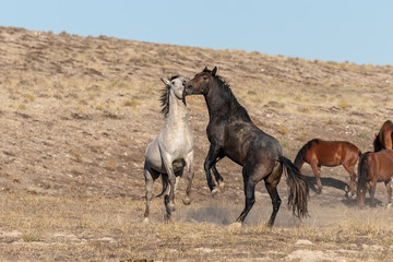 Obraz premium Wild Horse Stallions Fighting
