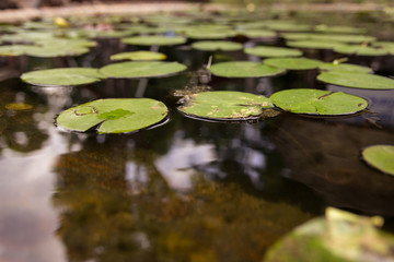 water lilies