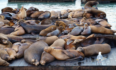 Phoques à Fisherman's wharf, Port de San Francisco 