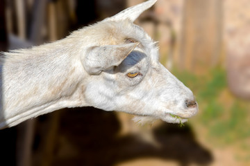 white goat poked its head out of the pen