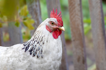  feathered animal white chicken with red scallop