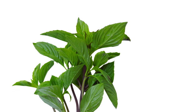 fresh basil leaf tropical herb and food ingredient on white background