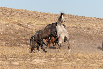 Wild Horse Stallions Fighting