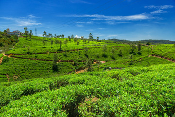 Tea plantations in Sri Lanka.