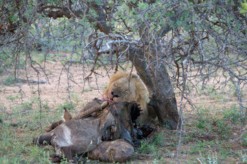 Löwe (Panthera leo), Südafrika, Afrika