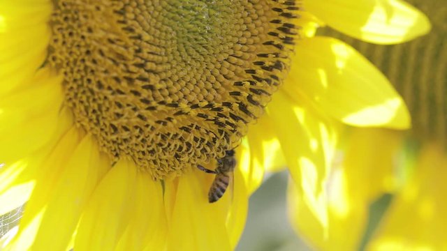 Piccola ape sporca di polline su un girasole giallo. Vista Macro