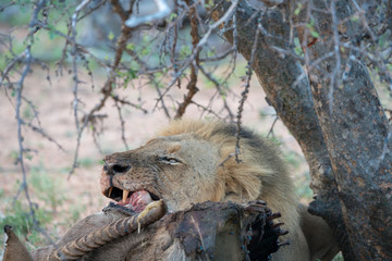 Löwe (Panthera leo), Südafrika, Afrika