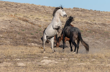 Wild Horse Stallions Fighting