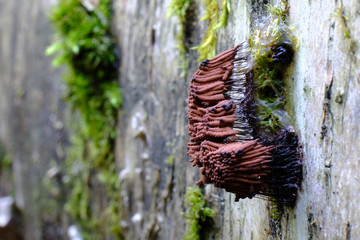 Śluzowiec paździorek (Stemonitis) © Iwona