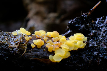 dwuzarodniczka cytrynowa (Bisporella citrina)- malutki, żółty grzyb  nadrzewny - obrazy, fototapety, plakaty
