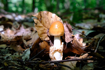 Muchomor rdzawobrązowy (Amanita fulva) © Iwona
