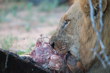 Löwe (Panthera leo), Südafrika, Afrika