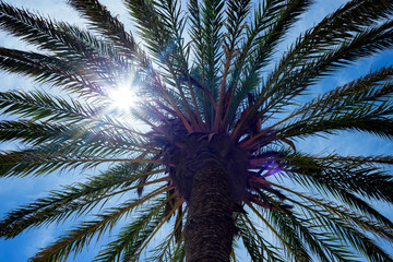 Fototapeta na wymiar palm tree detail against sun and sky