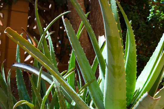 aloe vera plant detail