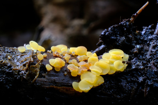 dwuzarodniczka cytrynowa (Bisporella citrina)- malutki, żółty grzyb  nadrzewny