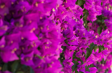 summer violet little flowers on the wall background