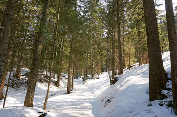 Wanderweg am Bödele